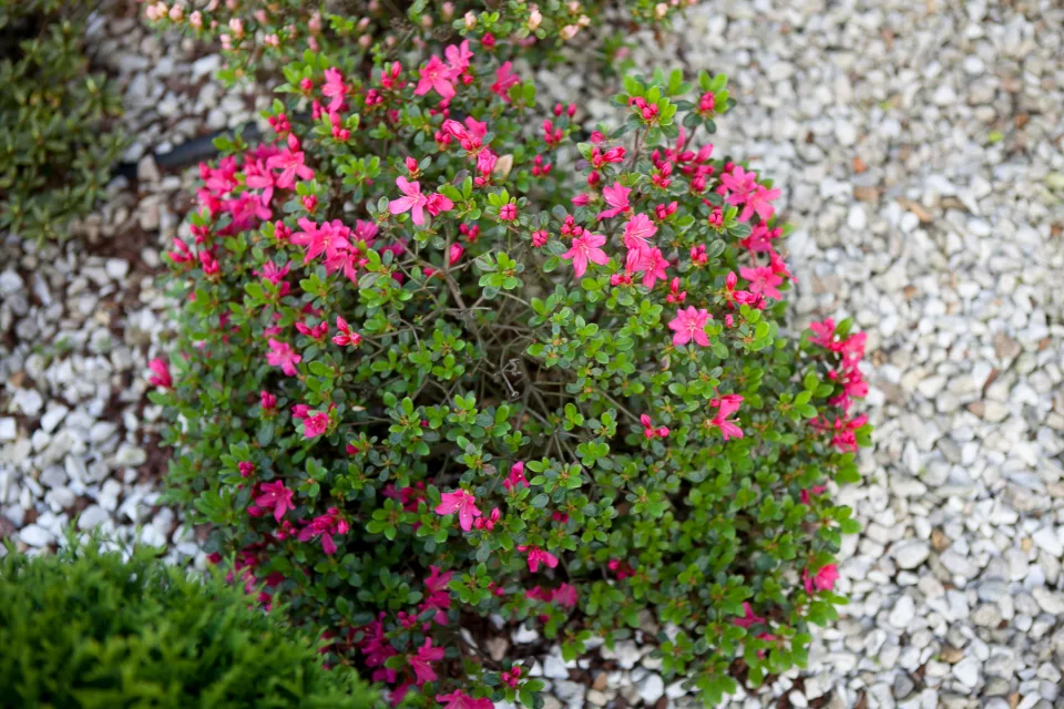 Azalia japońska 'Kermesina'