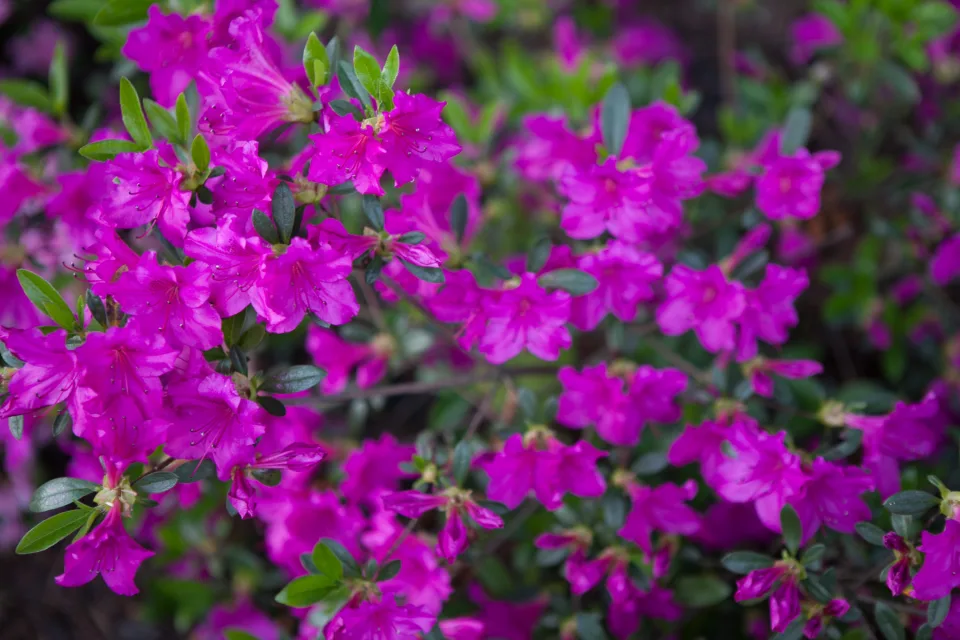 Azalia japońska 'Hiroko / Geisha Purple'