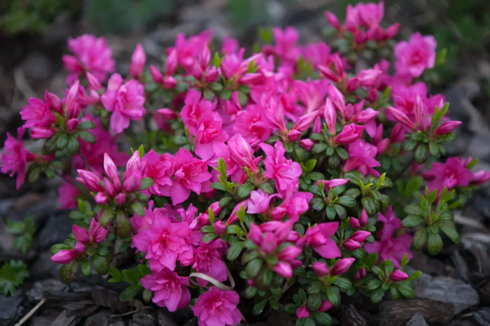 Azalia japońska 'Melina'