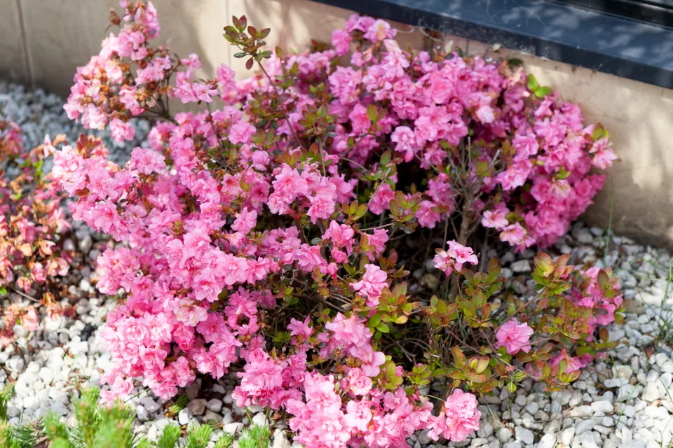 Azalia japońska 'PETTICOAT 'Hachpett''