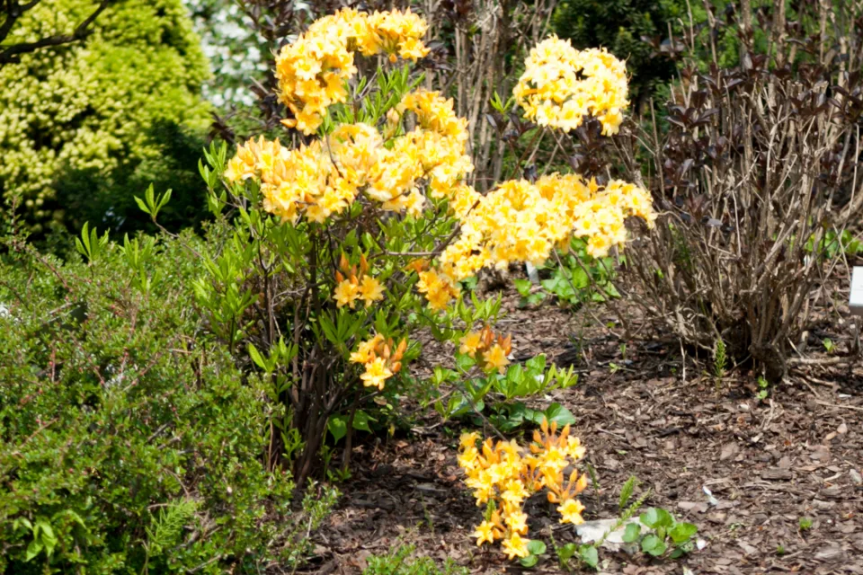 Azalia wielkokwiatowa 'Anneke'