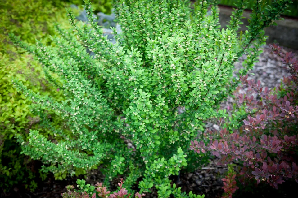 Berberys Thunberga Erecta wiosenne liście i kwiaty