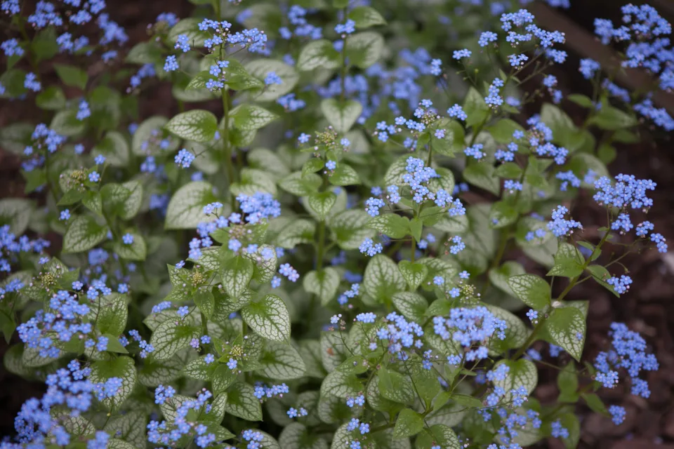 Brunera wielkolistna 'Jack Frost'