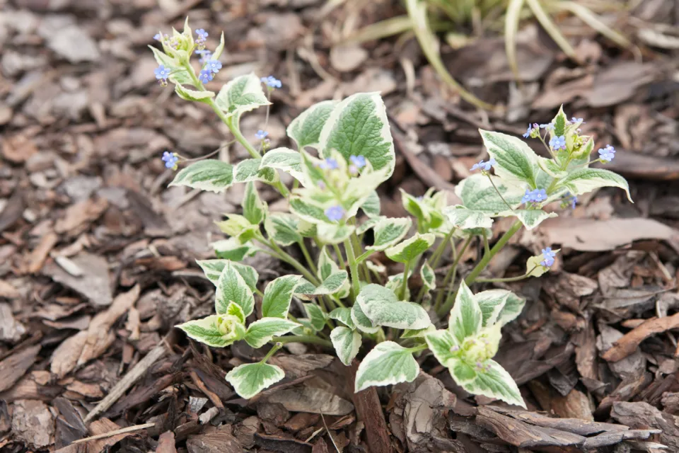 Brunera wielkolistna 'Variegata'