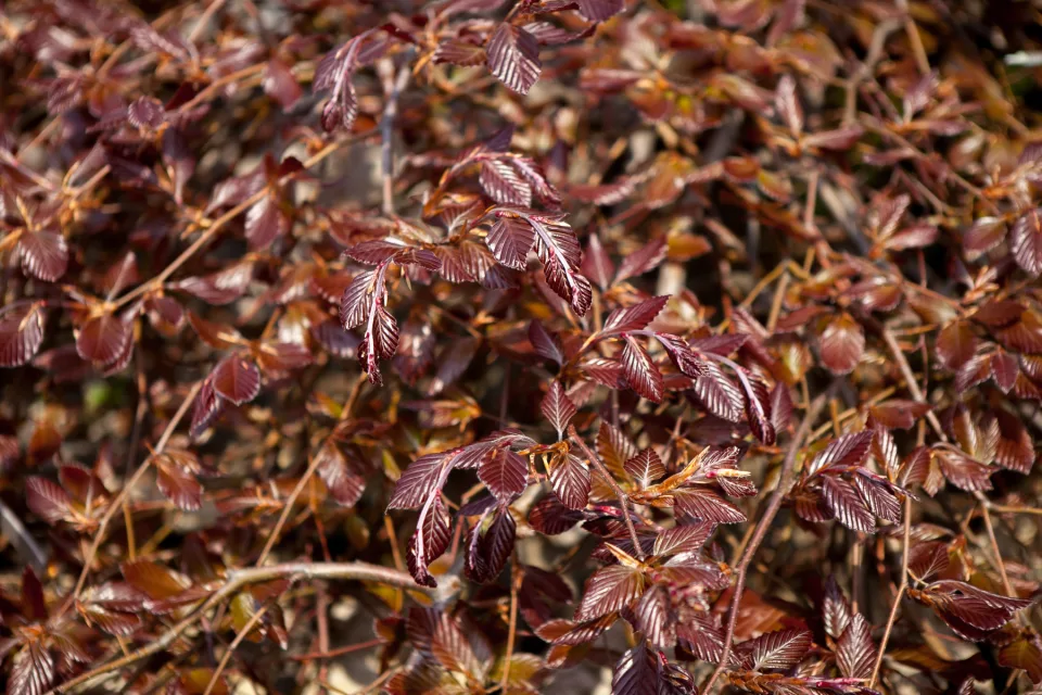 Buk pospolity Purpurea Pendula