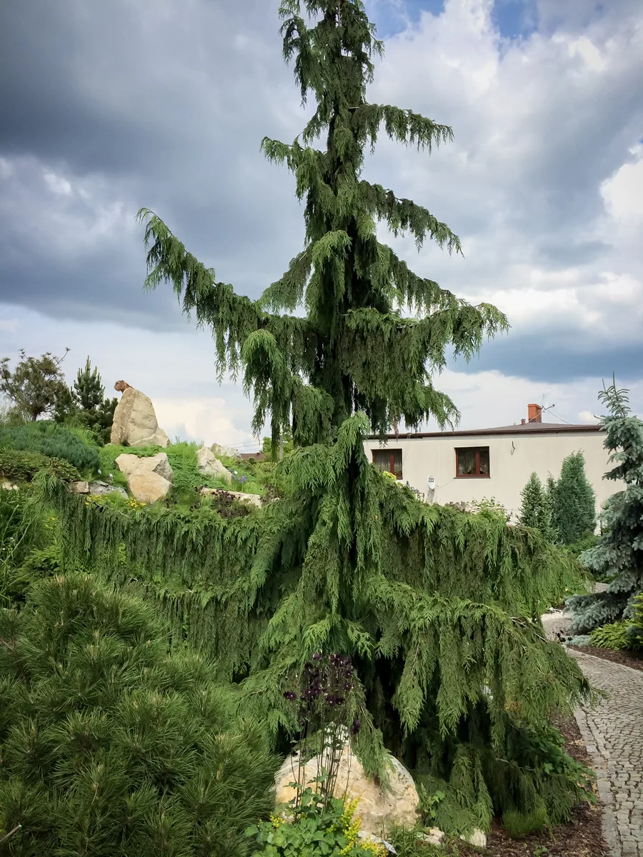 Cyprysik nutkajski Pendula
