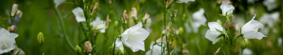 Dzwonek brzoskwiniolistny Alba