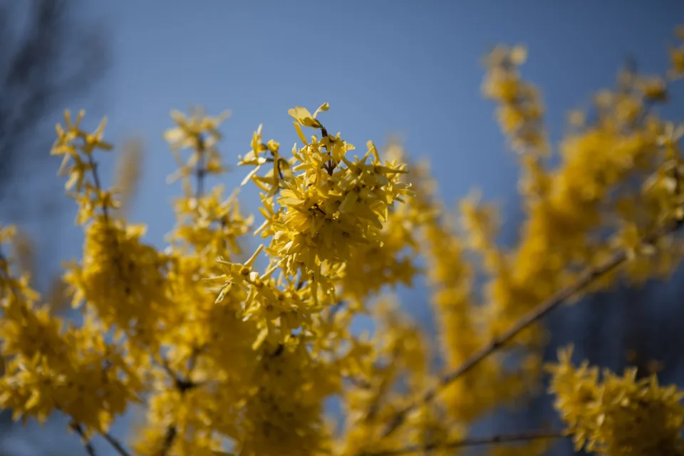 Forsycja pośrednia 'Flojor'