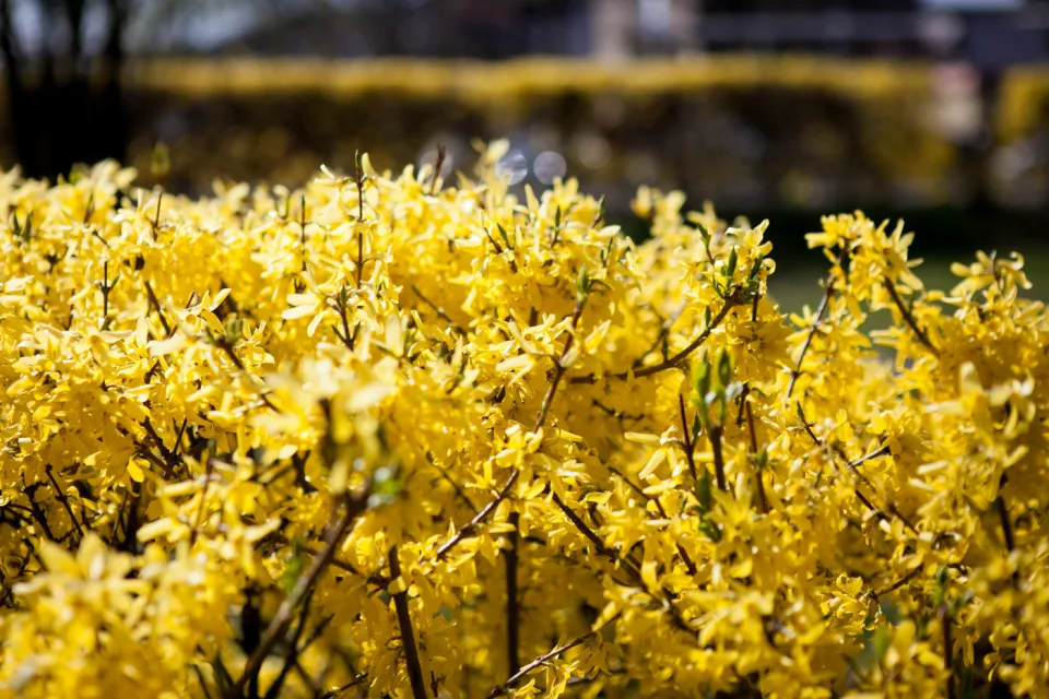 Forsycja pośrednia 'Spring Glory'