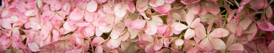 Hortensja bukietowa SUNDAE FRAISE 'Rensun'