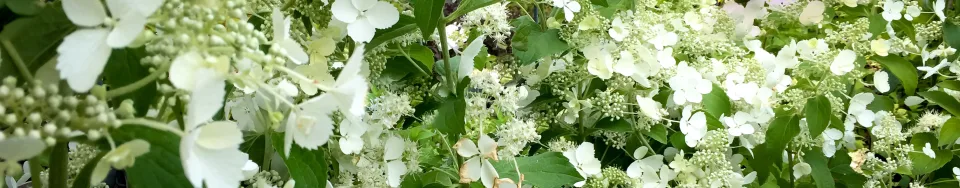 Hortensja bukietowa Unique