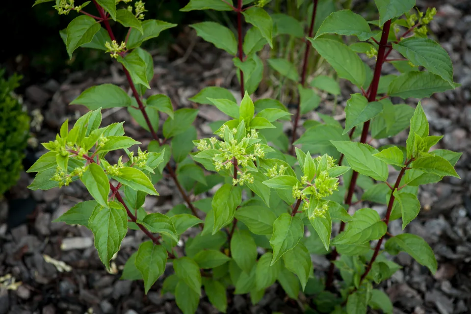 Hortensja bukietowa Vanille Fraise