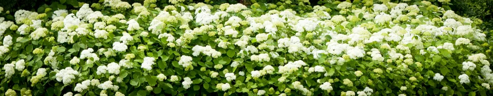 Hortensja krzewiasta/drzewiasta Grandiflora