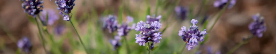 Lawenda wąskolistna Blue Scent
