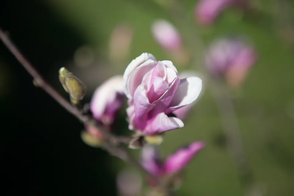 Magnolia 'George Henry Kern'