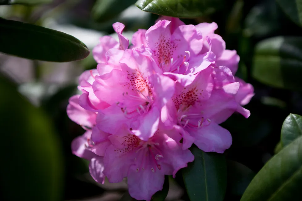 Rododendron 'Helsinki University'