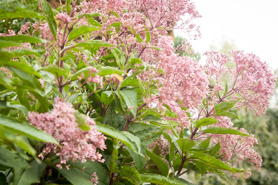 Sadziec plamisty Atropurpureum