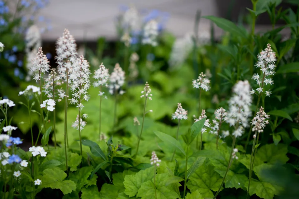 Tiarella sercolistna
