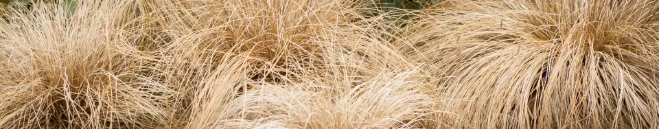 Turzyca Buchanana