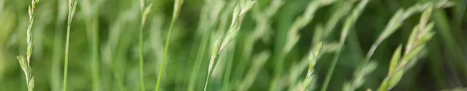 Turzyca palmowa Aureovariegata