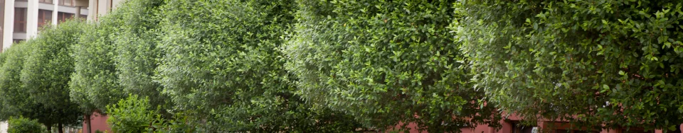 Wiśnia osobliwa Umbraculifera