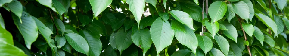 Wiśnia różowa Pendula