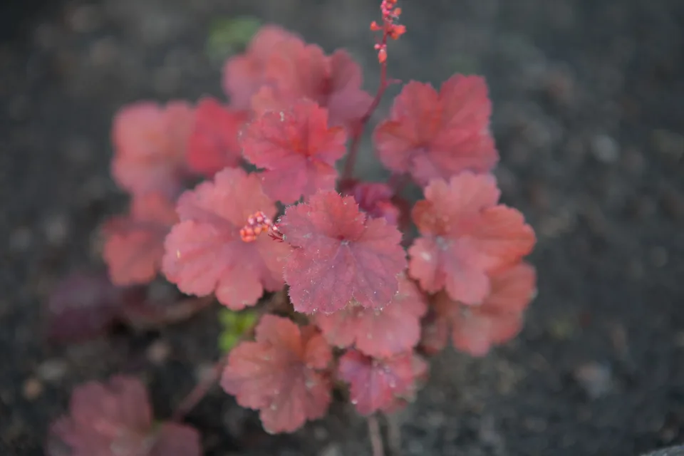 Żurawka 'Cherry Cola'