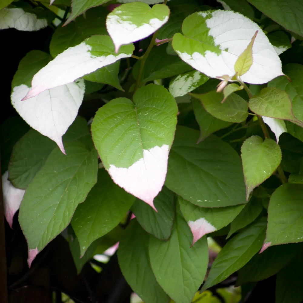 Aktinidia pstrolistna