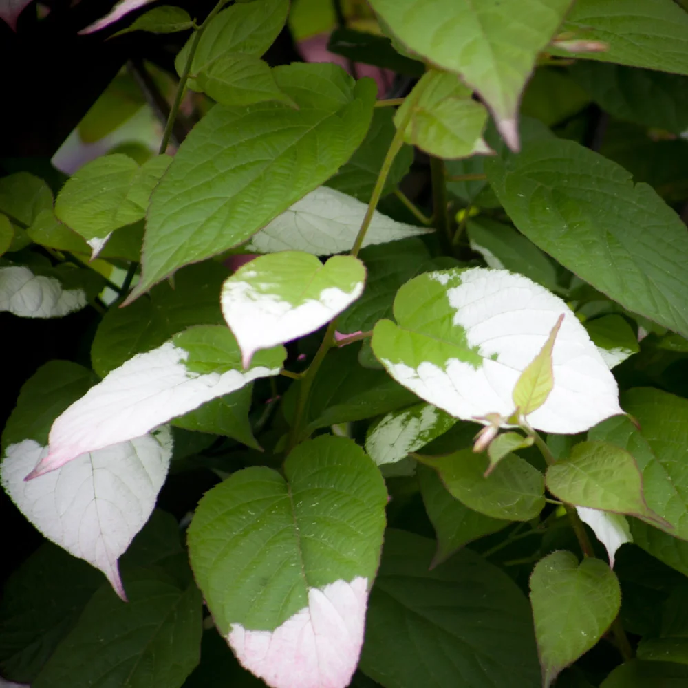 Aktinidia pstrolistna