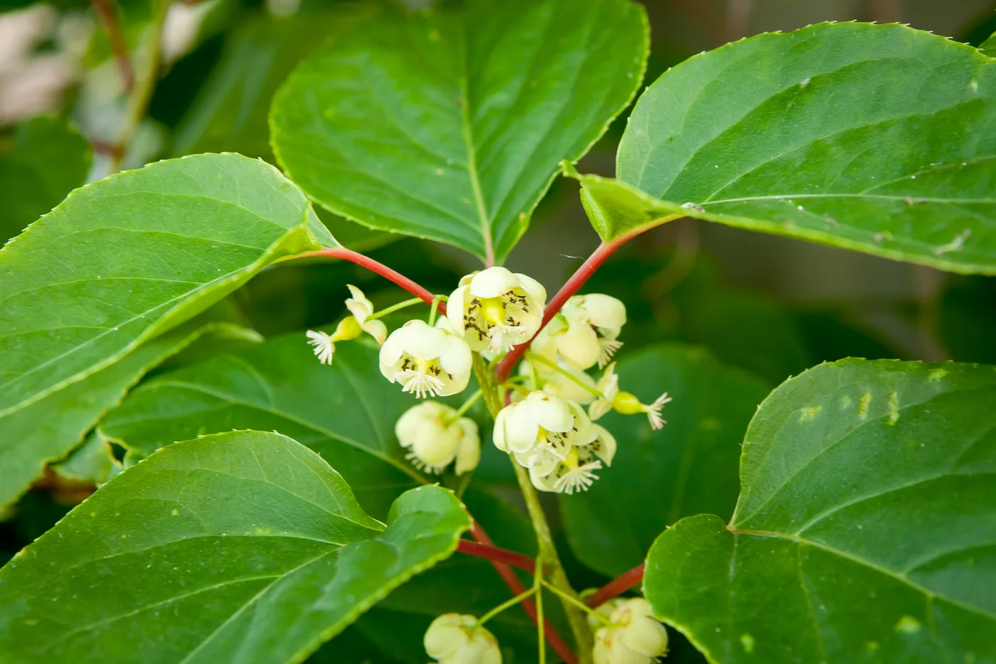 Aktinidia ostrolistna 'Weiki'
