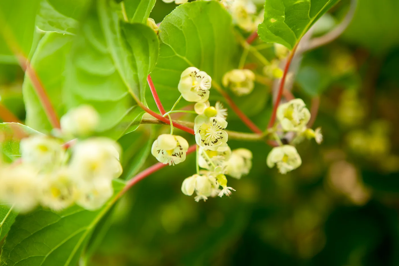 Aktinidia ostrolistna 'Weiki'