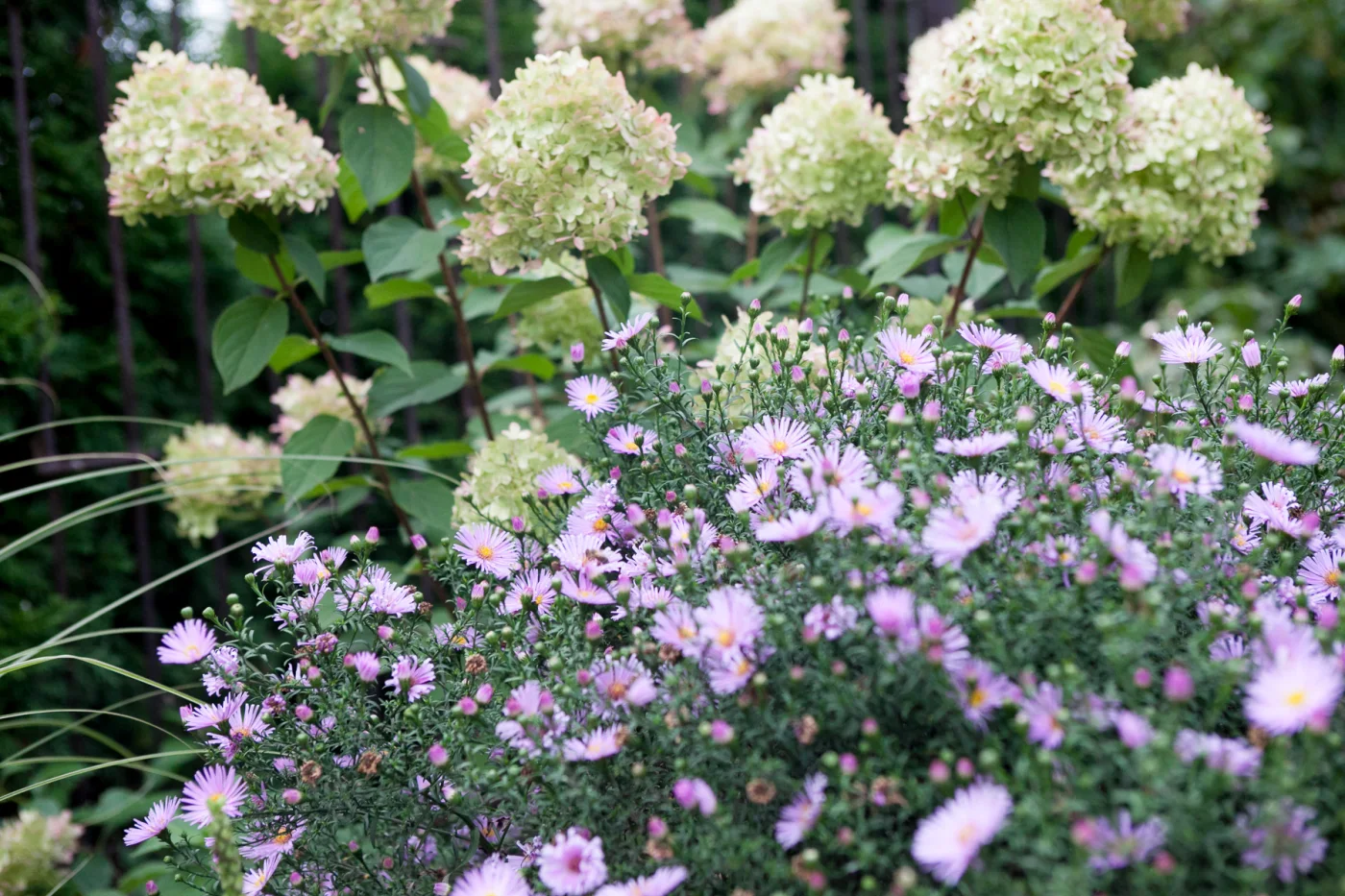 Aster 'Herbstgruss vom Bresserhof', Hortensja bukietowa 'Limelight'