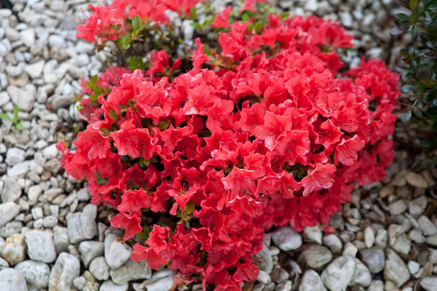 Azalia japońska 'Fridoline'