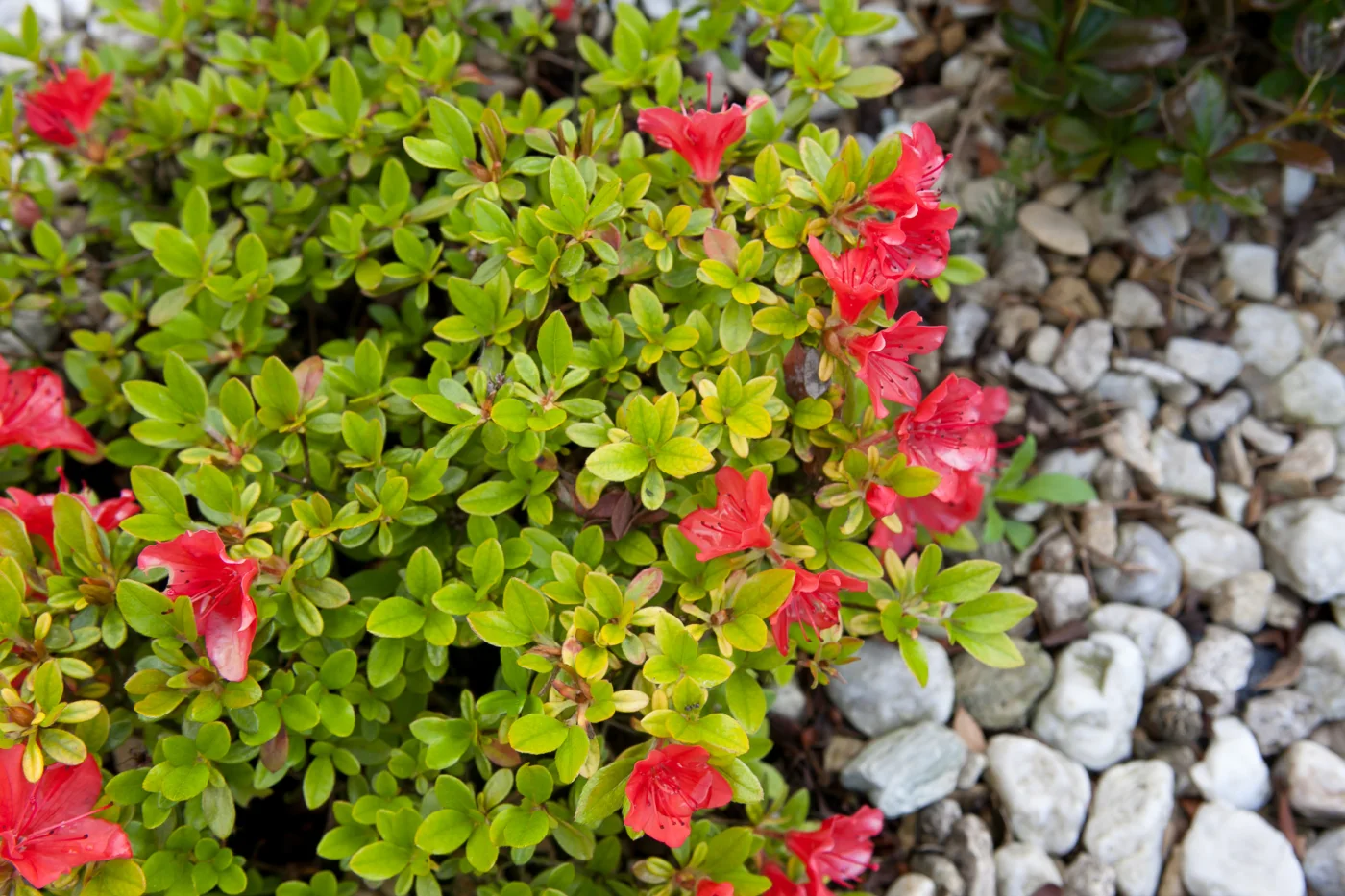 Azalia japońska 'GEISHA ORANGE Satschiko'