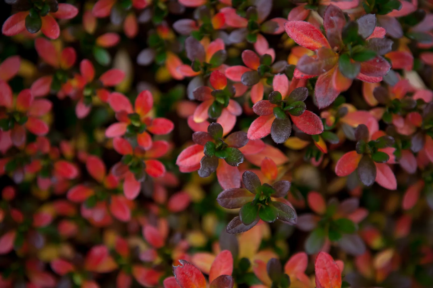 Azalia japońska 'GEISHA ORANGE Satschiko'