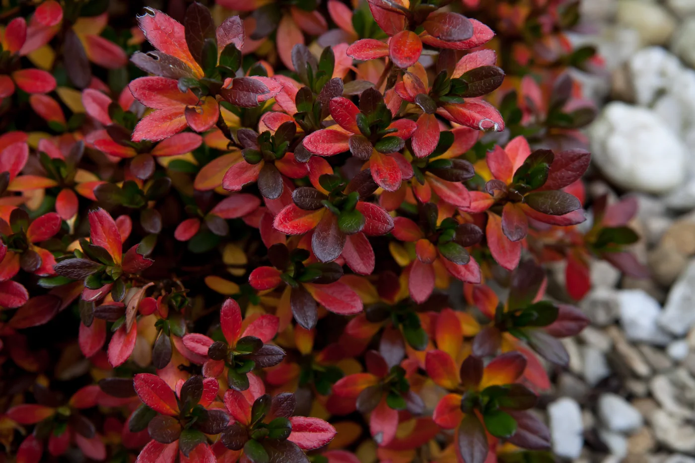 Azalia japońska 'GEISHA ORANGE Satschiko'
