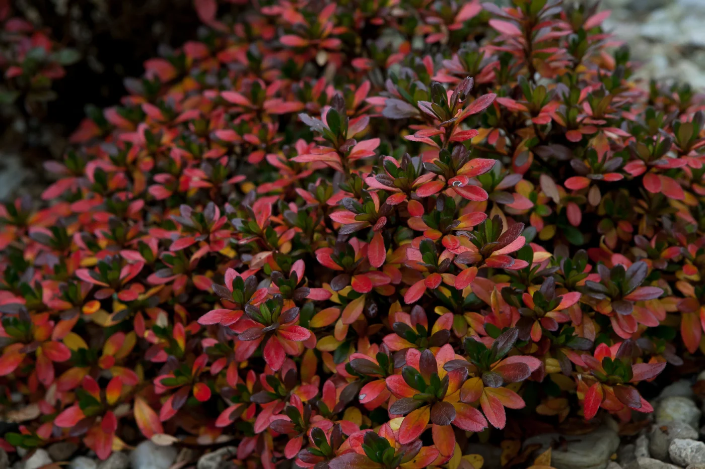 Azalia japońska 'GEISHA ORANGE Satschiko'