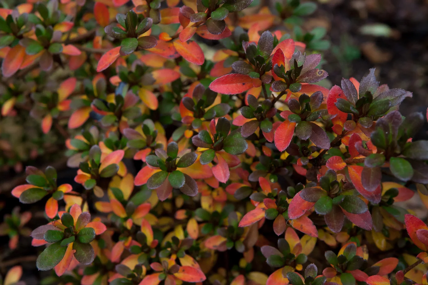 Azalia japońska 'GEISHA ORANGE Satschiko'