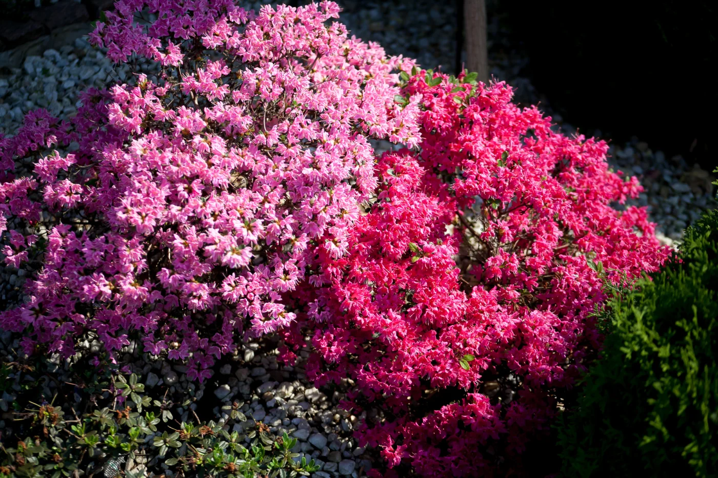 Azalia japońska 'Kermesina Rosé', Azalia japońska 'Kermesina'