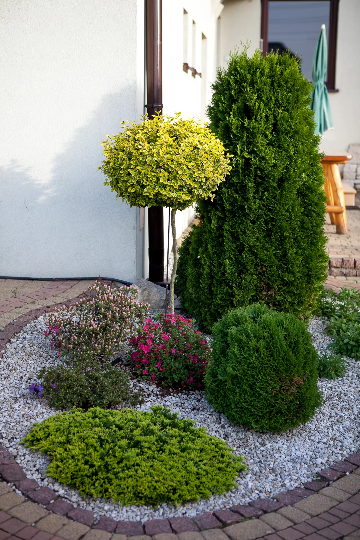 Azalia japońska 'Kermesina', Azalia japońska 'Kermesina Rosé', Jałowiec płożący 'Golden Carpet', Trzmielina Fortune'a 'Emerald 'n' Gold', Żywotnik zachodni 'Smaragd'