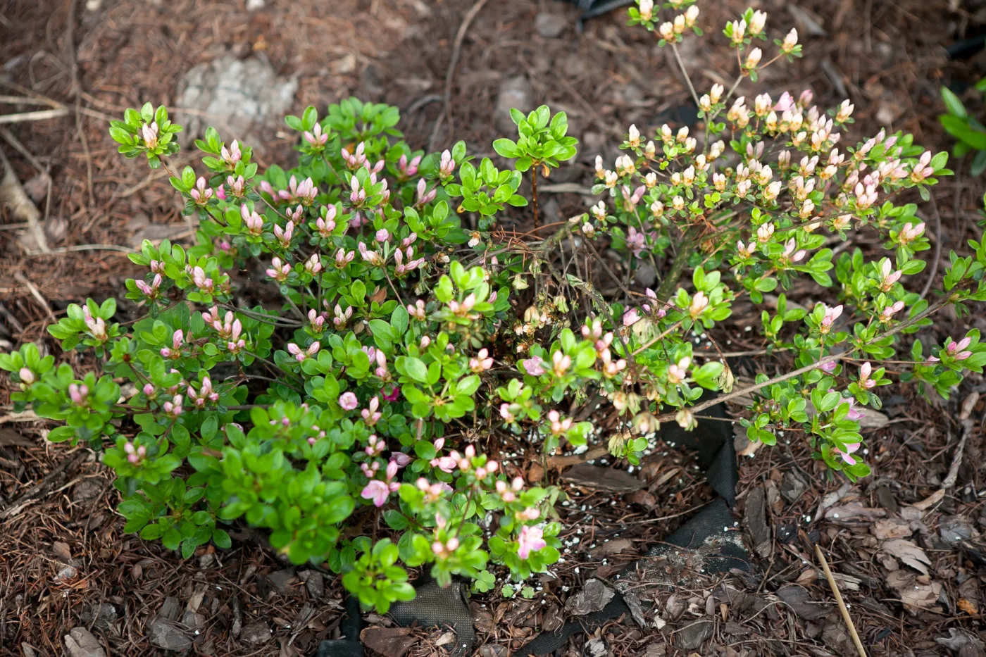 Azalia japońska 'Kermesina Rosé'