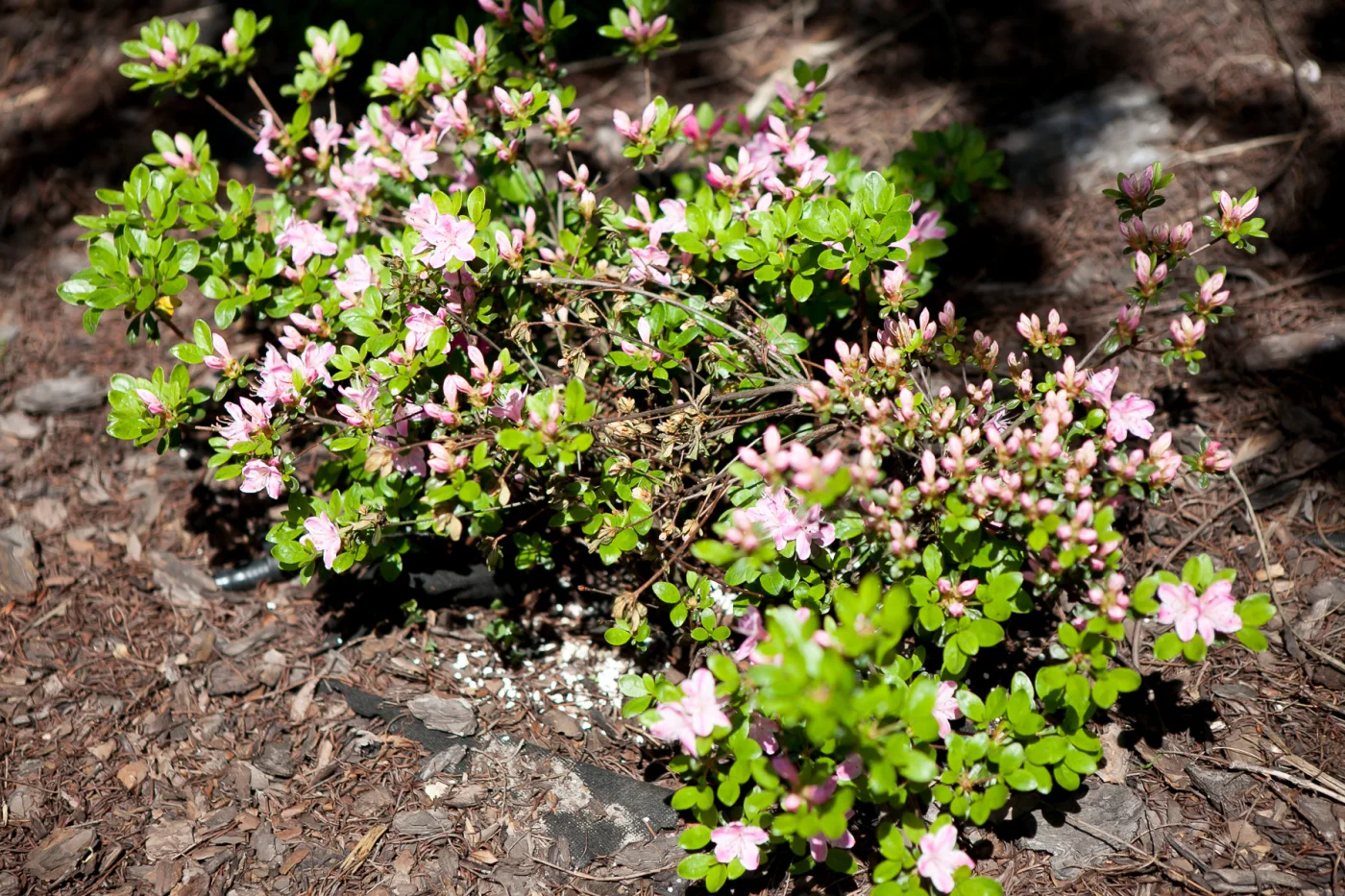 Azalia japońska 'Kermesina Rosé'