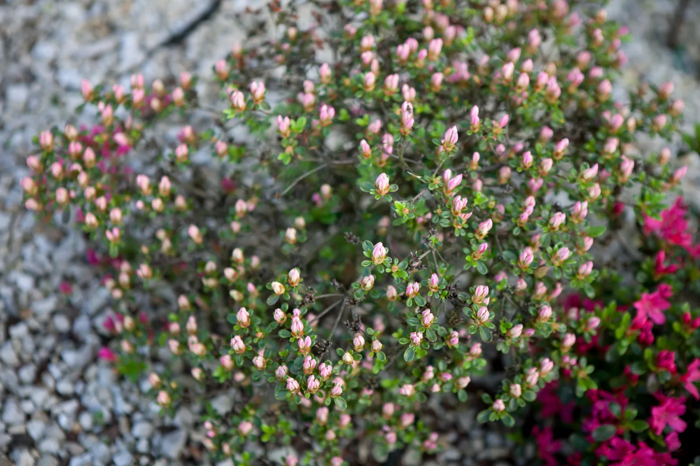 Azalia japońska 'Kermesina Rosé'