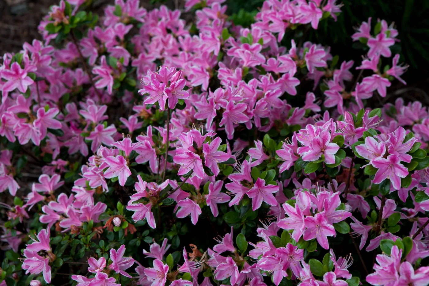 Azalia japońska 'Kermesina Rosé'