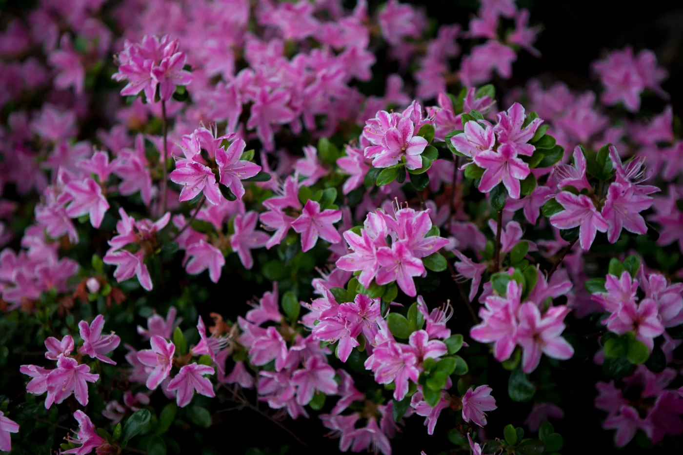 Azalia japońska 'Kermesina Rosé'
