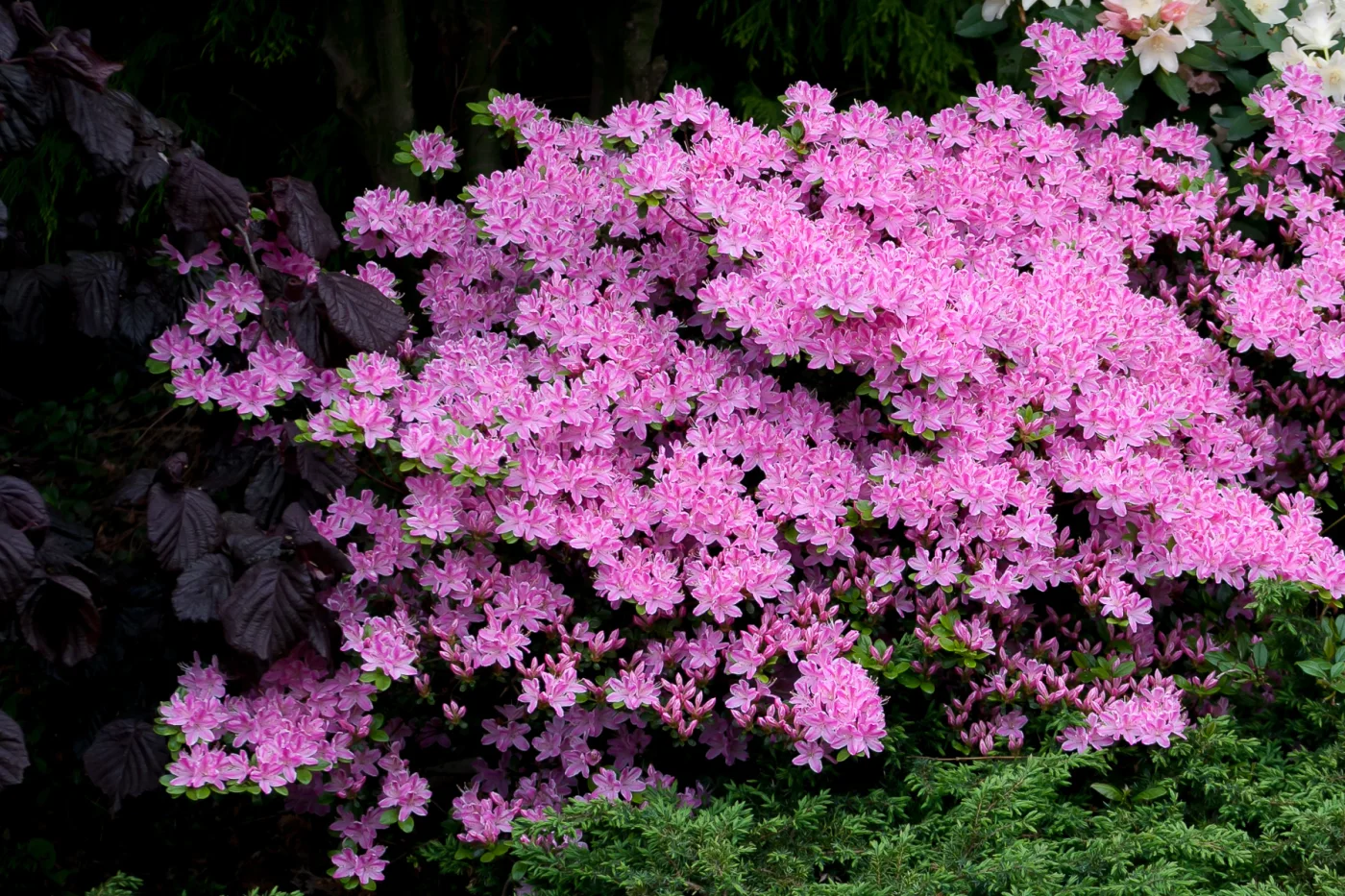 Azalia japońska 'Kermesina Rosé'