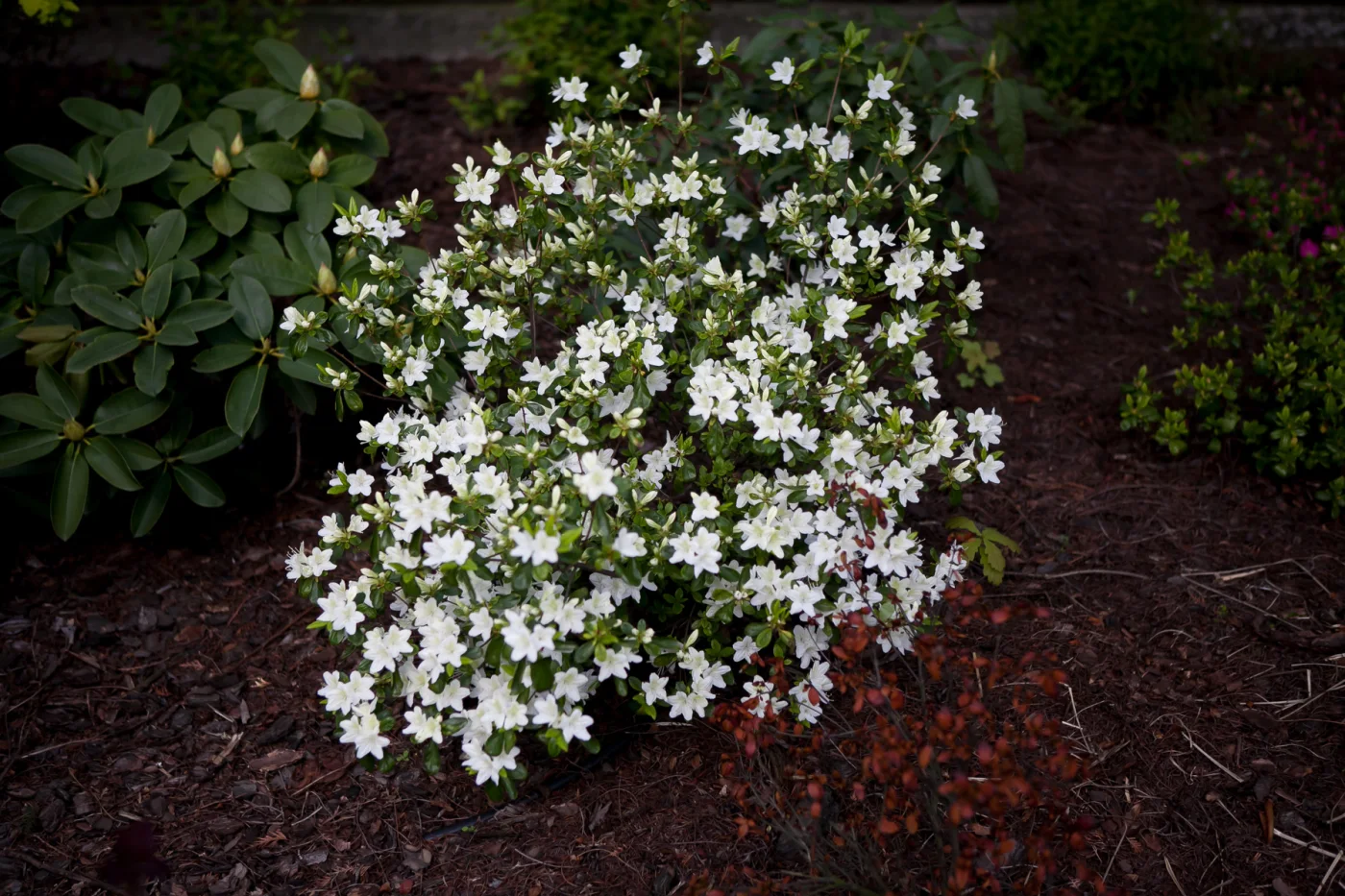 Azalia japońska 'Luzi'