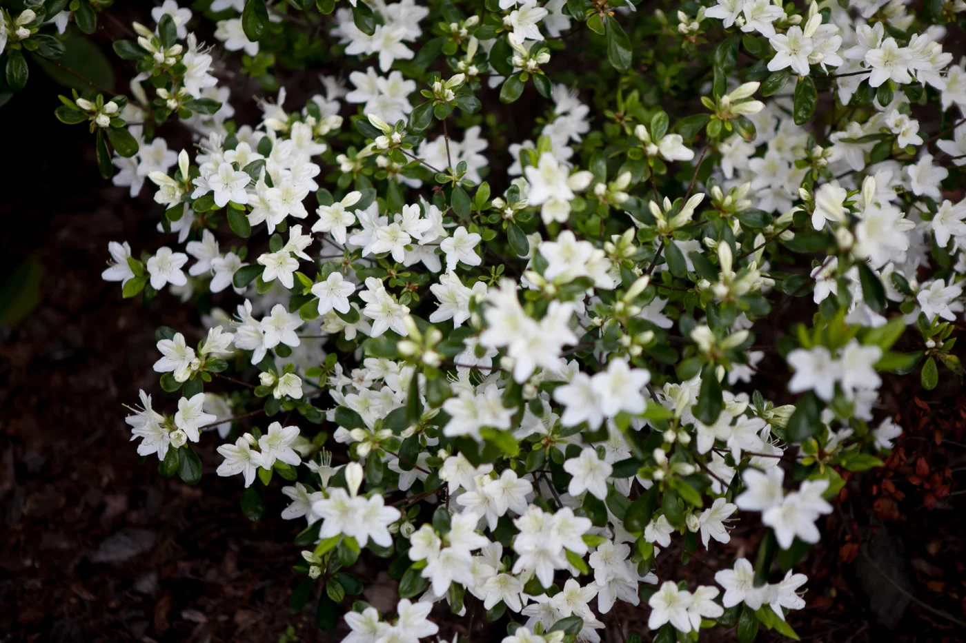 Azalia japońska 'Luzi'