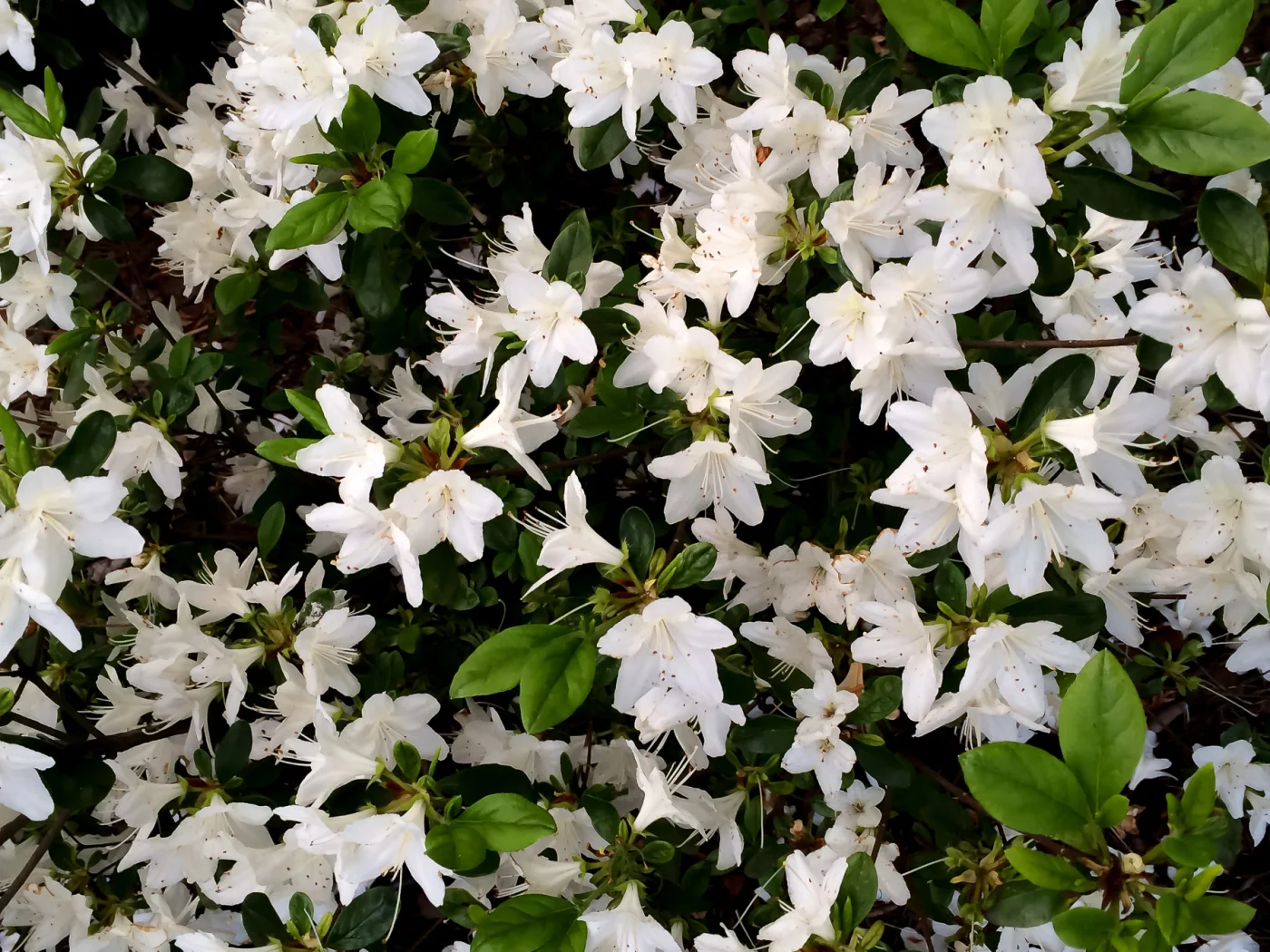 Azalia japońska 'Luzi'