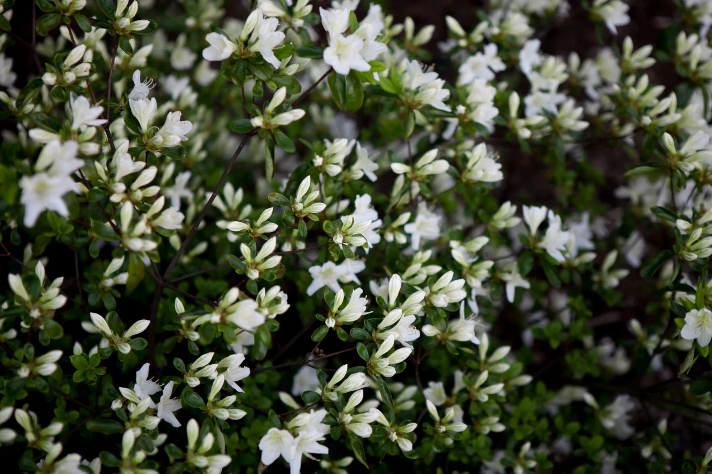 Azalia japońska 'Luzi'